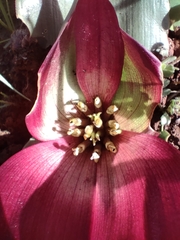 Colchicum coloratum pulchrum