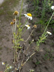 Anthemis ruthenica