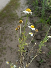 Anthemis ruthenica