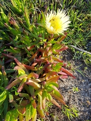 Carpobrotus edulis edulis