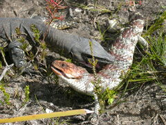 Varanus rosenbergi