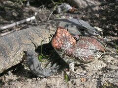 Varanus rosenbergi