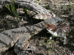 Varanus rosenbergi