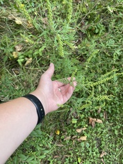 Ambrosia artemisiifolia