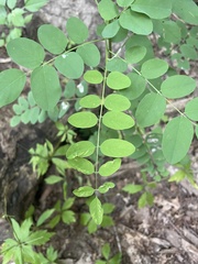 Robinia