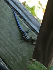 Plestiodon fasciatus