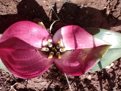 Colchicum coloratum pulchrum