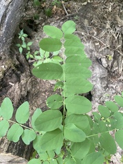 Robinia