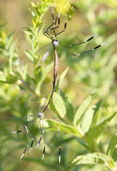 Bittacomorpha clavipes