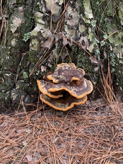 Phaeolus