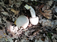 Agaricus xanthodermus