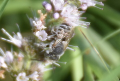 Megachile rotundata