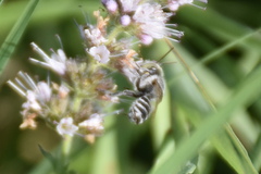 Megachile rotundata