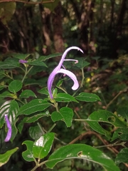 Poikilacanthus macranthus