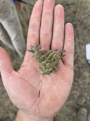 Salicornia rubra