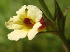 Centranthera cochinchinensis