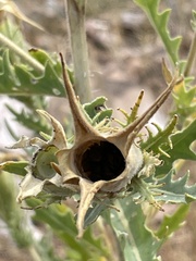 Mentzelia decapetala