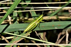 Euthystira brachyptera
