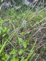 Stachys floridana
