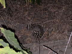 Crotalus oreganus oreganus