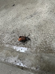 Diaprepes abbreviatus