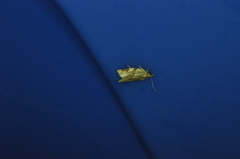 Choristoneura fractivittana