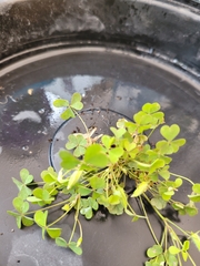Oxalis stricta