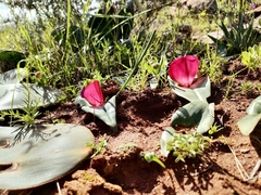Colchicum coloratum pulchrum