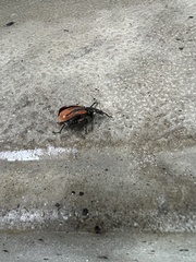 Diaprepes abbreviatus