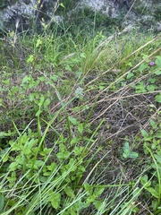 Stachys floridana