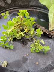 Oxalis stricta