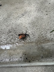 Diaprepes abbreviatus