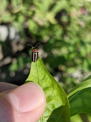 Disonycha glabrata