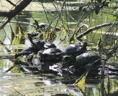 Trachemys scripta scripta