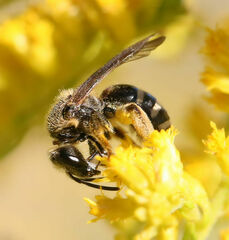 Lasioglossum fuscipenne