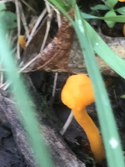 Cantharellus