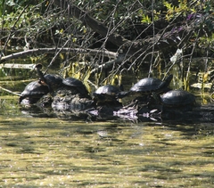 Trachemys scripta scripta