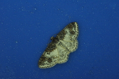 Hydrelia condensata