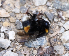 Bombus lucorum