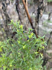 Euthamia leptocephala