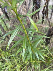 Euthamia leptocephala