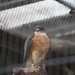 Japanese Sparrowhawk - Photo (c) Kestrel, some rights reserved (CC BY-SA)