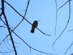 Chlorostilbon lucidus