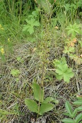 Neottia ovata