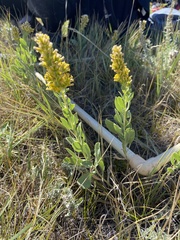 Solidago mollis