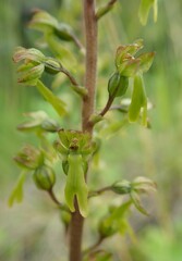 Neottia ovata