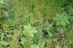 Neottia ovata
