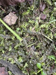 Selaginella apoda