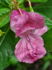 Impatiens glandulifera