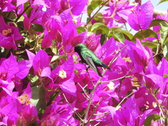 Chlorostilbon lucidus